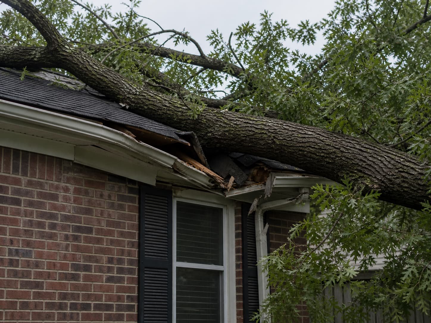 emergency tree removal Lexington KY